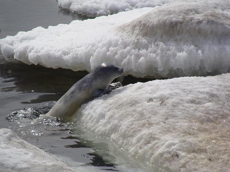 Alaska-Prov 078.jpg